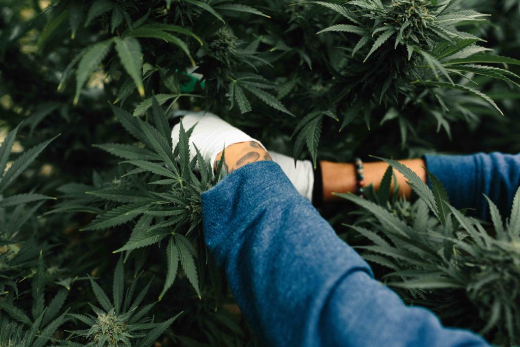 Humboldt-Cannabis